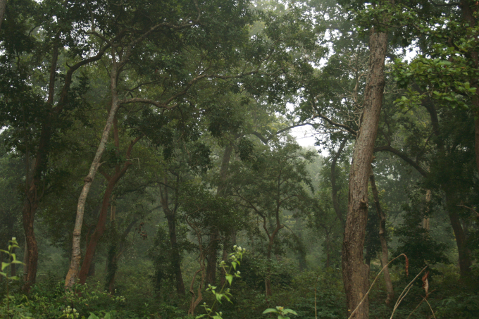 Der Wald im Valmiki-Schutzgebiet, Indien