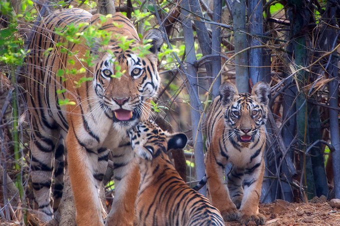 Tigerfamilie in Indien - Foto: flickr.com/Tarique Sani