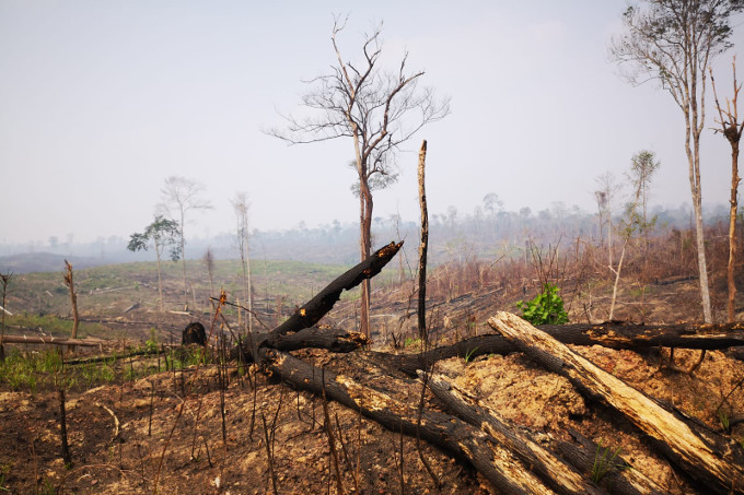 Schmerzlicher Anblick: in der Kernzone im Regenwaldschutzgebiet „Hutan-Harapan“ nach starken Bränden - Foto: NABU/Tom Kirschey