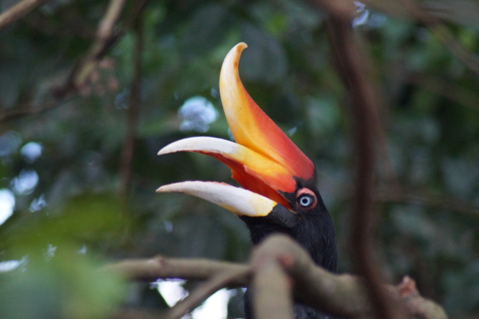 Nashornvogel in Hutan Harapan in Indonesien - Foto: Tom Kirschey / NABU