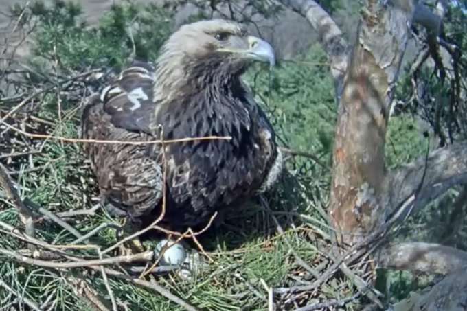 Zwei Eier im Nest des Kaiseradlers - Screenshot Webcam: NABU