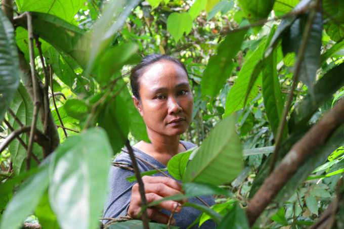 Bi Teguh gehört zur indigenen Gruppe der Batin Sembilan und lebt wie ihre Vorfahren im indonesischen Regenwaldgebiet Hutan Harapan. - Foto: Foto: Ardi Wijaya