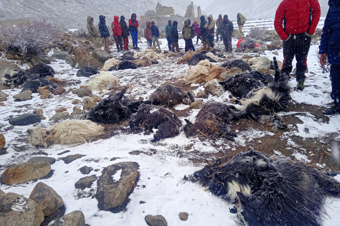 Traurige Einblicke: Im April 2021 wurden im Dorf Phu in einer Nacht 44 Ziegen und Schafe von einem Schneeleoparden getötet. - Foto: Ashok Subedi
