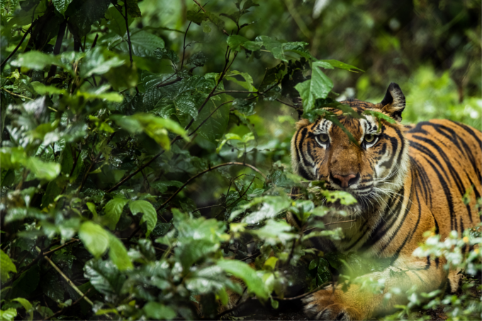 Asiatischer Tiger inmitten eines tropischen Waldes
