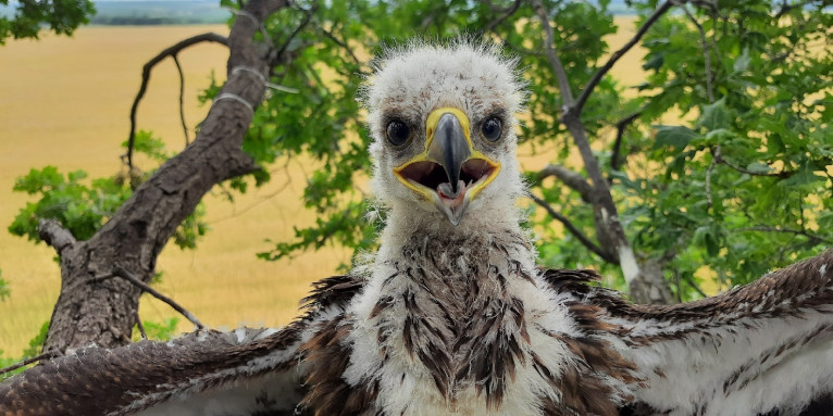 Wie schnell sie groß werden: Das Kaiseradlerküken hat sich zu einem Jungvogel entwickelt - Foto: Michail Korepov