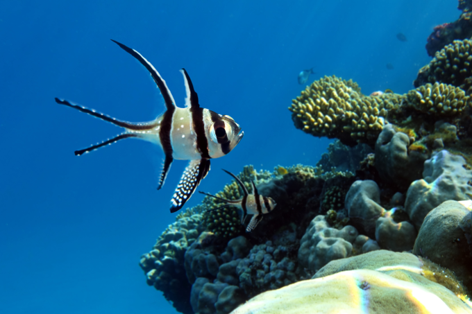 schwarz-weiß gestreifter tropischer Fisch