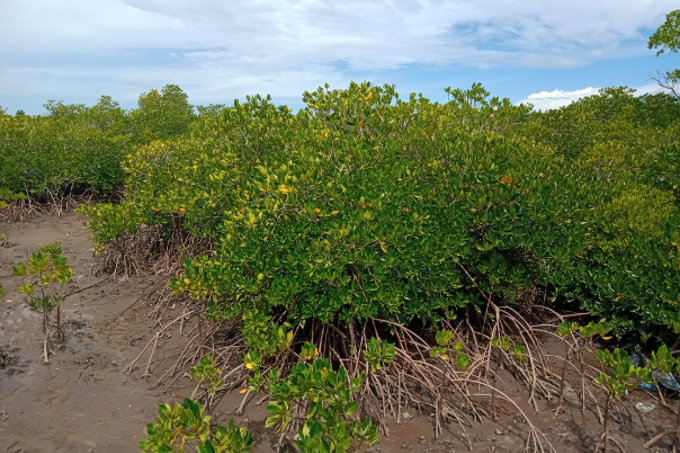 Im Laufe vieler Millionen Jahre haben Mangrovenbäume ausgeklügelte Anpassungen entwickelt, um der rauen Küstenumgebung zu trotzen. - Foto: Burung Indonesia/ Dian Kusdini