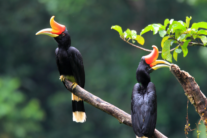 Nashornvögel in Indonesien - Foto: feathercollector - stock.adobe.com