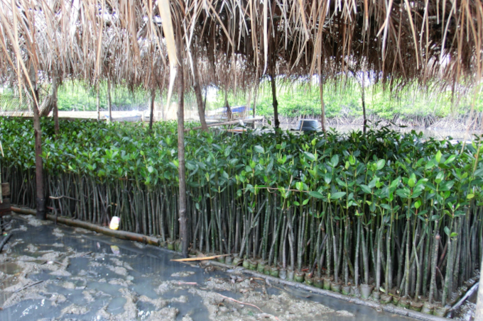 Renaturation of mangroves - photo: NABU