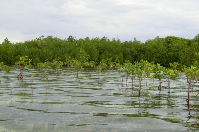 Die salztoleranten Mangroven gedeihen dort, wo kaum eine andere Pflanzenart überleben kann - Foto: NABU/ Martin Baumann