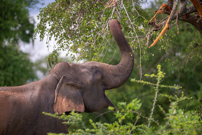 Sri Lanka-Elefanten - Foto: Lars Schmidt-Eisenlohr - stock.adobe.com