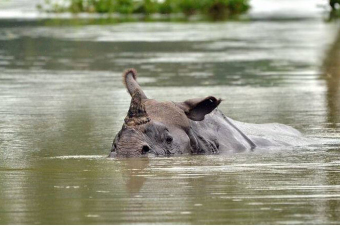 Nashorn im überfluteten Indien
