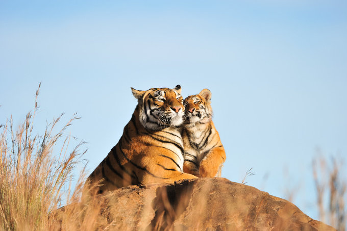 Bengalische Tiger - Foto: Adobe Stock/  julianwphoto 