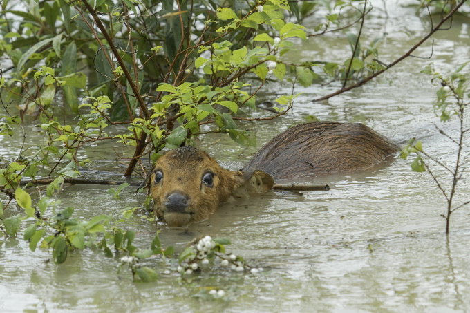 Bereits 30 Schweinshirsche starben in den diesjährigen Fluten in Kaziranga - Foto: Adobe Stock/ KK