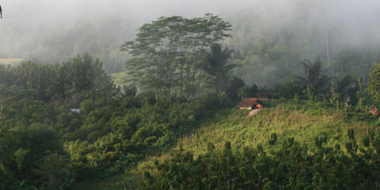 Tropischer Regenwald auf Gorontalo - Foto: Barend van Gemerden/Vogelbescherming NL