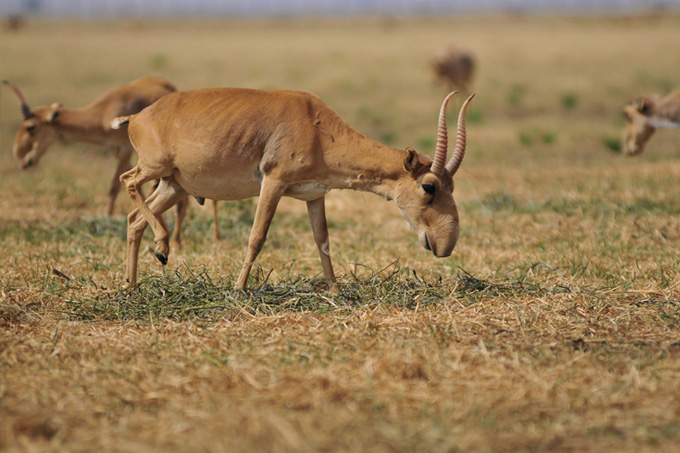 Grasende Saiga-Antilope - Foto:  iStock.com/botafogo_dentro