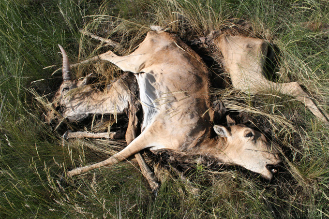 Verendete Saiga-Antilopen