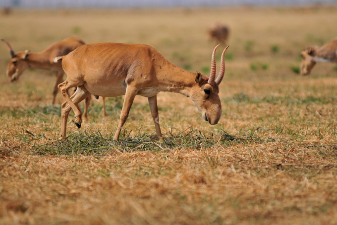 Die Saiga-Antilope ist stark gefährdet - Foto: iStock.com/botafogo_dentro 