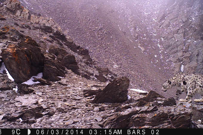 Die Kamerafallen machten bereits viele erfolgreiche Fotos: Hier sind zwei wandernde Schneeleos zu sehen- Foto: NABU