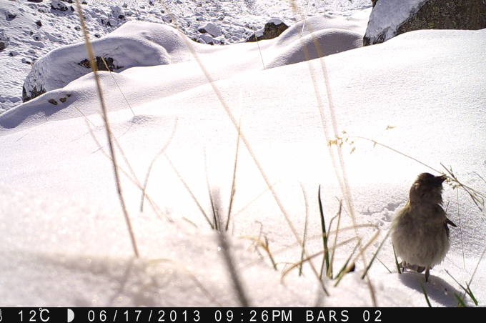 Dieser Schnappschuss zeigt entweder einen Waldschneegimpel oder einen Bergschneegimpel - eindeutig erkennbar ist es nicht. - Foto: NABU 