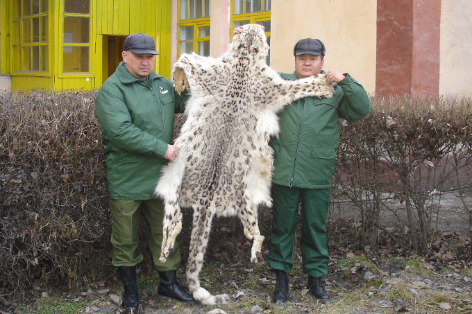 EIn von der Grupa Bars konfisziertes Schneeleoparden-Fell