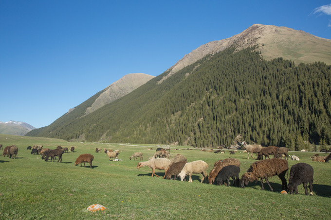Nutzvieh in Kirgistan - Foto: NABU/Klemens Karkow