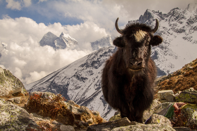 Yak im Himalaya in Nepal - Foto: Adobe Stock / Johannes Aßlaber