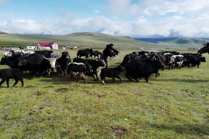 Eine Herde Yaks direkt neben dem Umweltbildungszentrum in Kirgisistan - Foto: NABU Kyrgyzstan 