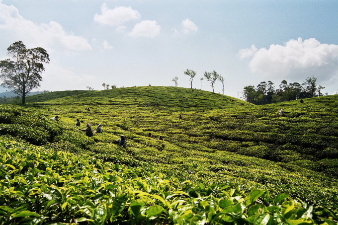 Pflücker auf einer indischenTeeplantage von Tee Geschwendner
