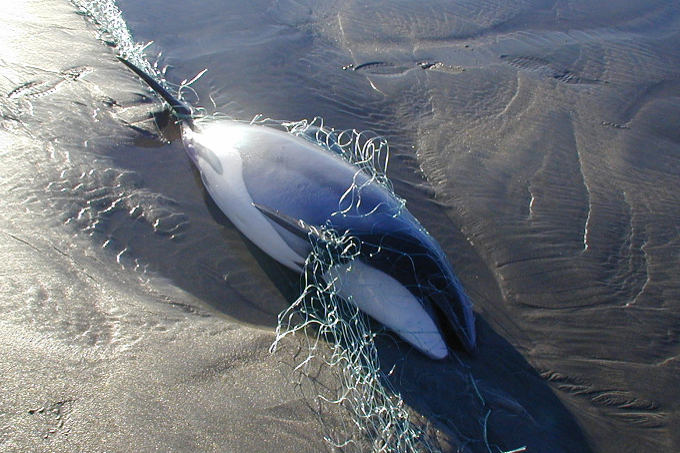 Die Hector- und Maui-Delfine verenden qualvoll in Fischernetzen. - Foto: Steve Dawson