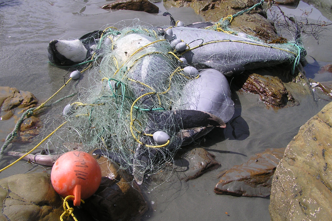  Viele Wale und Delfine gehen nach wie vor an Fischernetzen zugrunde.  - Foto: Steve Dawson
