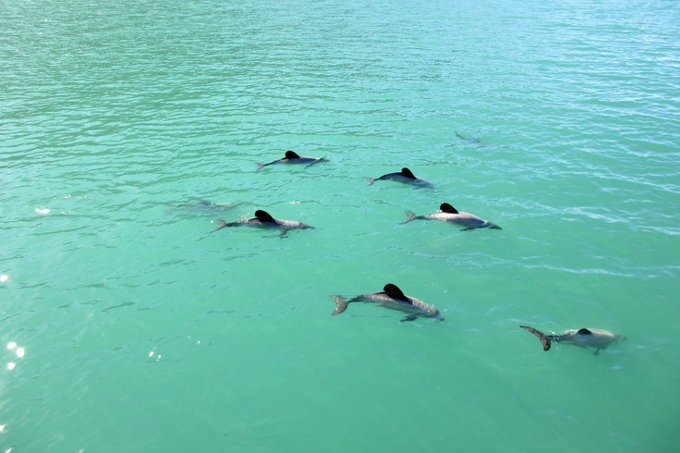 Auch die vom Aussterben bedrohten Maui-Delfine und ihre nahen Verwandten, die Hector-Delfine leben im Hope Spot. Foto: Black Cat Cruises