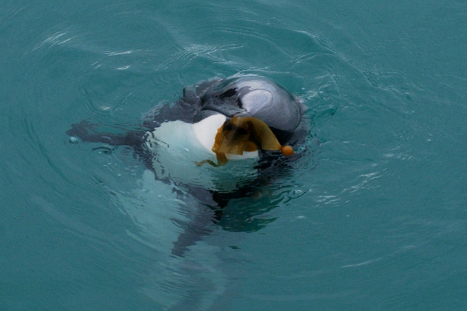 Ein Delfin spielt mit einem Stück Seetang
