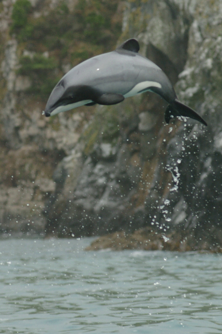Delfin beim Sprung vor der Küste