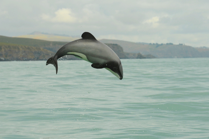 Neuseeländischer Delfin beim Sprung
