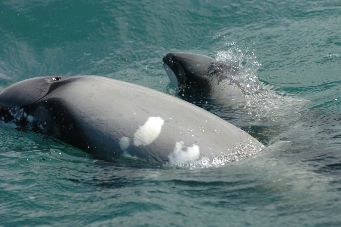 Delfinmutter mit Kalb - Foto: Steve Dawson