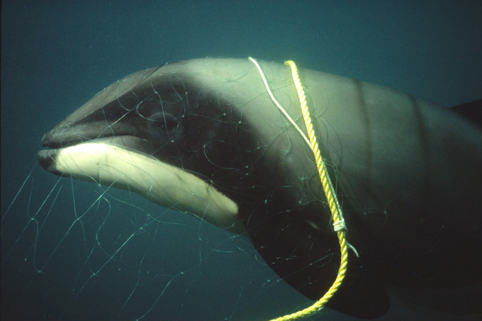 Besonders durch die Fischerei mit Treib- und Schleppnetzen sind die Delfine stark bedroht. - Foto: Steve Dawson