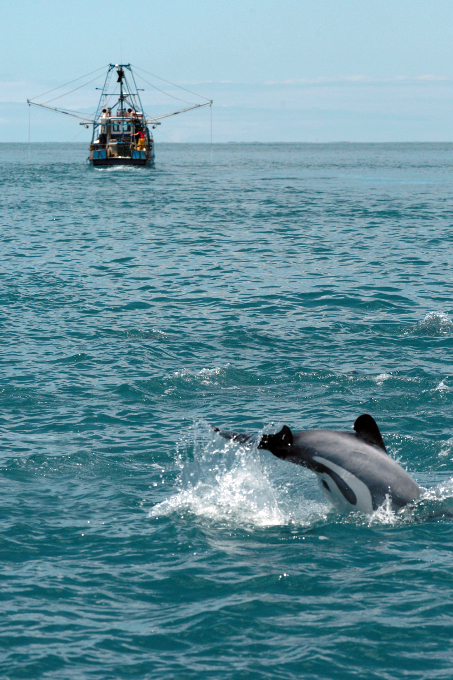 Die Trawler sind im Lebensraum der Delfine geradezu allgegenwärtig