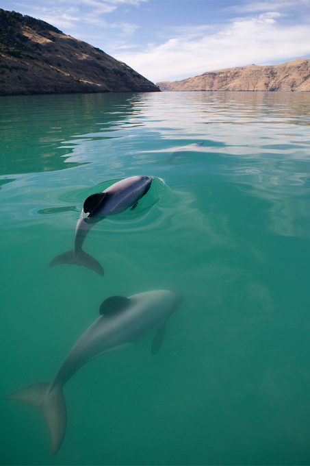 Zwei Delfine schwimmen an der Küste