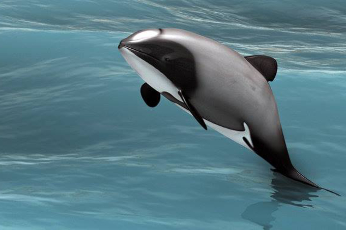 Maui-Delfine sind die seltensten Meeresdelfine der Welt - Grafik: James Brett