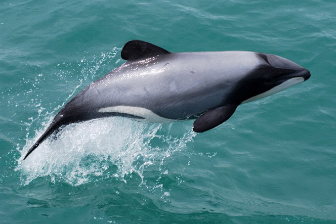 Delfine sind an Neuseelands Küsten alles andereals sicher - Foto: Steve Dawson