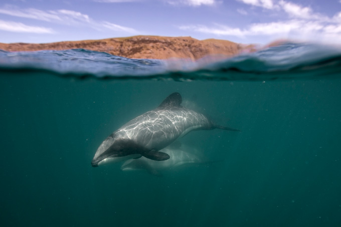 Hectordelfin vor der Küste Neuseelands - Foto: Andreas Maecker