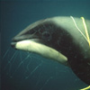 Toter Maui-Delfin im Netz