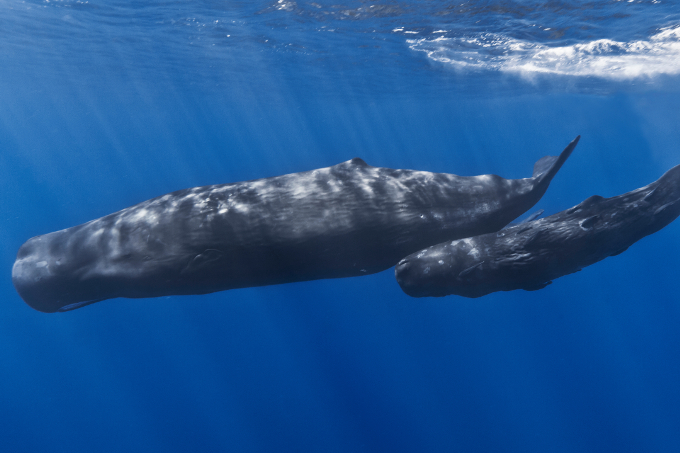 Großwale wie Pott- und Buckelwale durchziehen die Kermadecinseln - Foto: Gabriel Barathieu