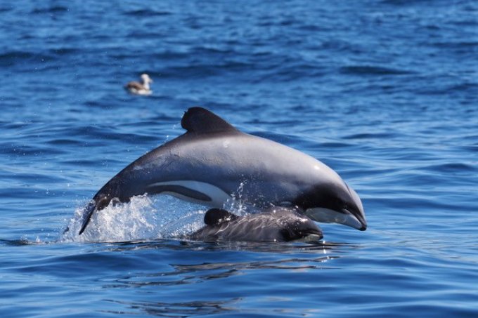 Neuseelands seltenste Delfine