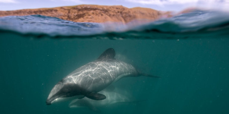 Hectordelfin vor Neuseelands Küste - Foto: Andreas Maecker
