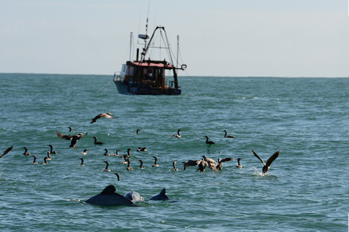 In einem Schleppnetz eines Fischerbootes hängen Lebewesen, die Nahrungsgrundlage der Delfine sind.