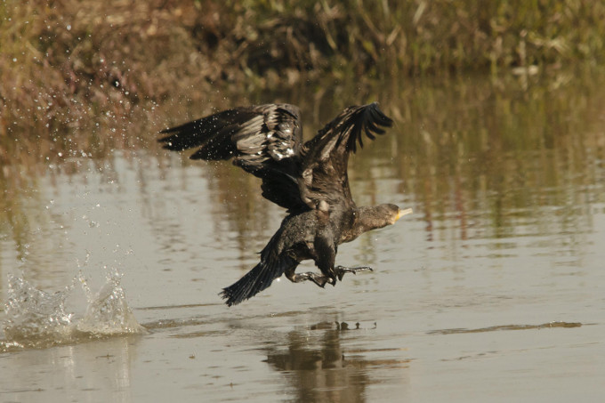 300 heimische Vogelarten brüten im Delta - Foto: SEO/BirdLife