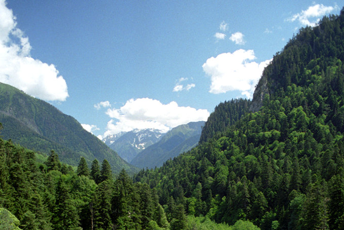 Ein Tannenwald in den Bergen des Kaukasus