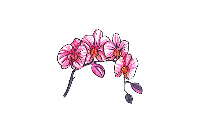 Illustration von Orchideenblüten.